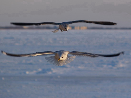 seagul22___berdyansk_see_of_azov_ukraine_v_kravchenko